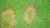 Fusarium Patch