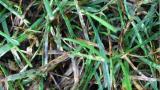 Leaf Spot