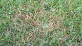 Leaf Spot