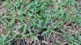 Leaf Spot