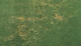 Pythium root rot