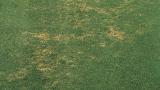 Pythium Root Rot