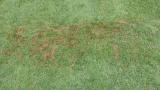 Pythium Blight