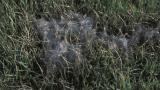 Pythium Blight