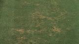 Pythium root rot
