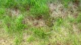 Seedling blight - pythium