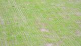Seedling Blight