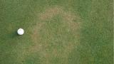 Summer patch