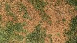 Summer patch