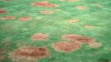 Take all patch - gaeumannomyces graminis varavenae on golf green