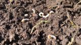 White grubs