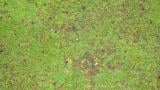 anthracnose_basal