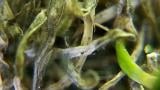 anthracnose colletotrichum spp microscope foliar acervuli