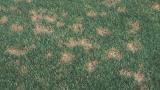 Dollar Spot