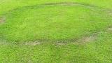 Fairy Ring Type 1