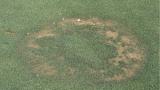 Fairy Ring Type 1