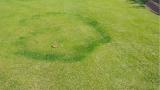 Fairy Ring Type 2