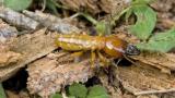 Termite