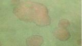 Brown Patch on Bentgrass