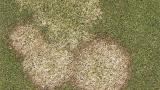 Fusarium Patch