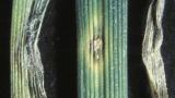Grey Leaf Spot
