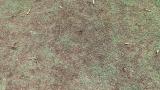 Leaf Spot