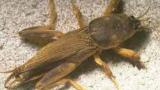 Mole Cricket