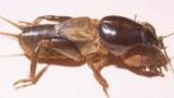 Mole Cricket
