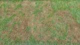 Pythium blight
