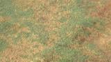 Pythium blight