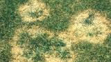 Summer patch
