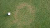 Summer patch