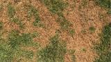 Summer patch