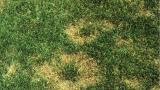 Summer patch symptoms