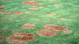 Take all patch - gaeumannomyces graminis varavenae on golf green