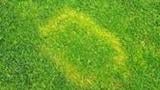 Waitea Patch