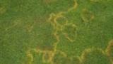 Waitea Patch
