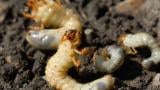 White grub family