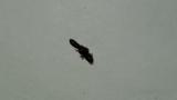 Rove Beetle_Johannasberg