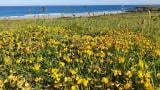 Newquay attracts birds back for seaside linksHear how Dan Kendle and the team at Newquay created habitats for Cornwall's coughs and other biodiversity. 