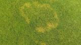 waitea_patch_2