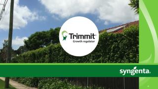 Trimmit - Growth Regulator | Syngenta Professional Solutions