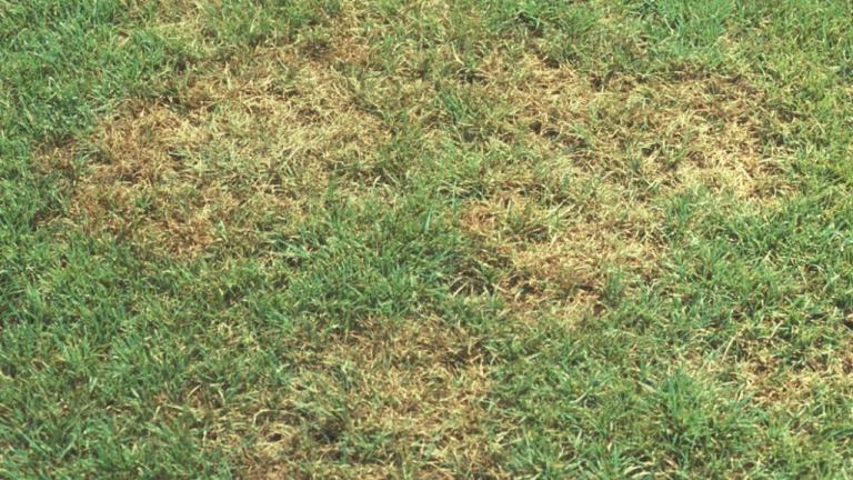 Brown Patch_Rhizoctonia solani