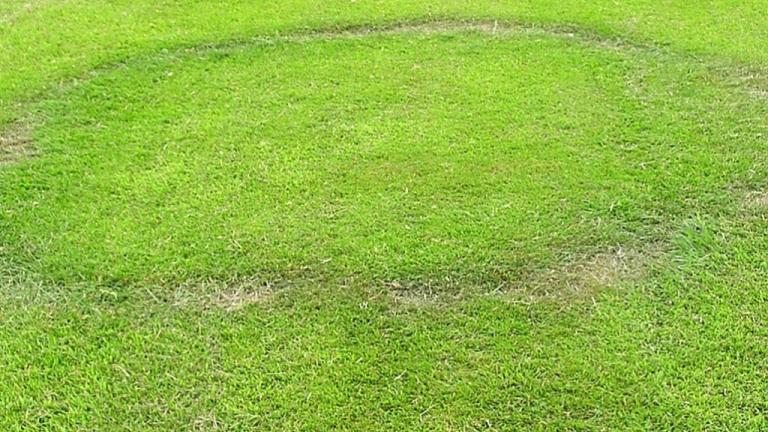 Fairy Ring Type 1