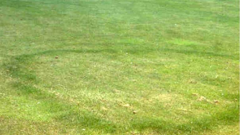 Fairy Ring Type 2
