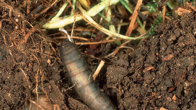 Leatherjacket Larvae