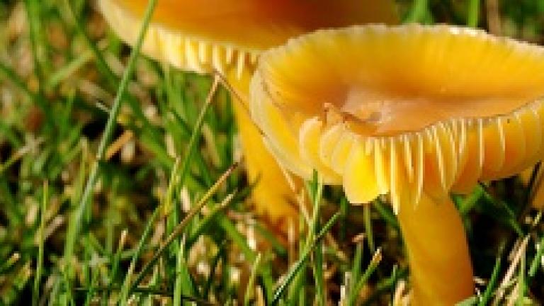 Type 3 Fairy Ring