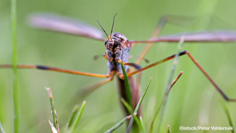 1024_x_576_crane_fly_egg_laying_cr.jpg