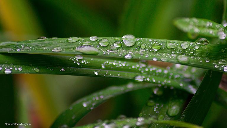1024_x_576_leaf_wetness_fp.jpg