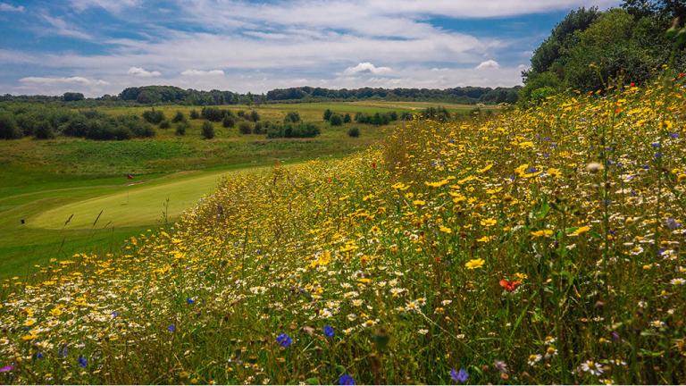 wildflowers_enrich_the_farleigh_golf_club_environment